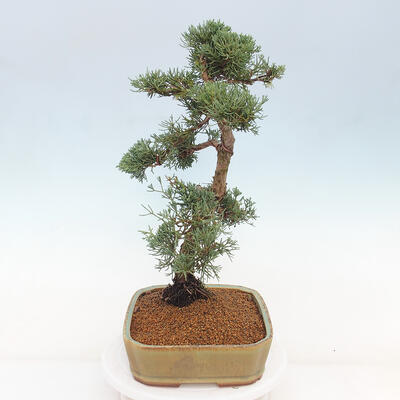 Vonkajšie bonsai - Juniperus chinensis Kishu -Jalovec čínsky - 3