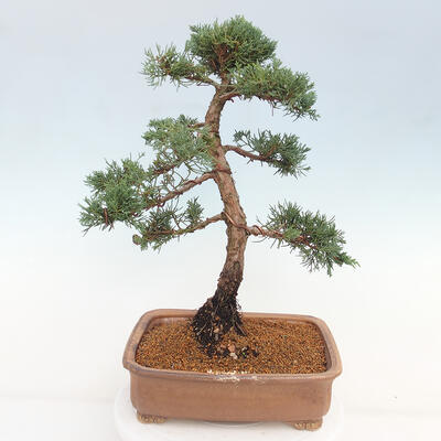 Vonkajšie bonsai - Juniperus chinensis Kishu -Jalovec čínsky - 3