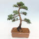 Vonkajšie bonsai - Juniperus chinensis Kishu -Jalovec čínsky - 3/4