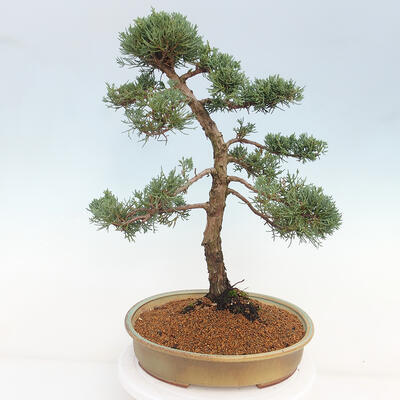 Vonkajšie bonsai - Juniperus chinensis Kishu -Jalovec čínsky - 3