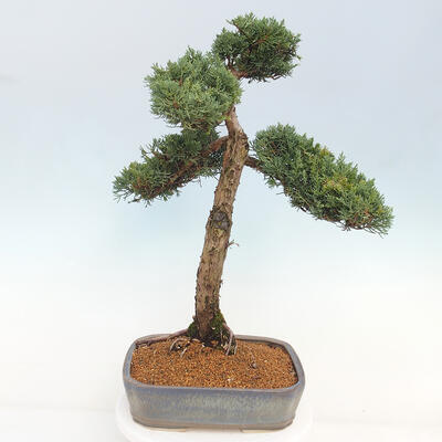 Vonkajšie bonsai - Juniperus chinensis Kishu -Jalovec čínsky - 3