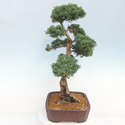 Vonkajšie bonsai - Juniperus chinensis Kishu -Jalovec čínsky - 3