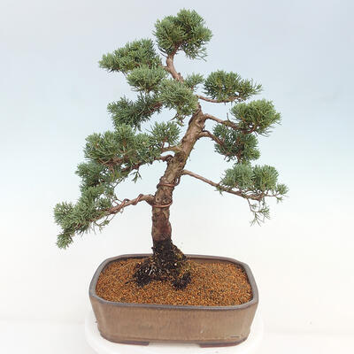 Vonkajšie bonsai - Juniperus chinensis Kishu -Jalovec čínsky - 3