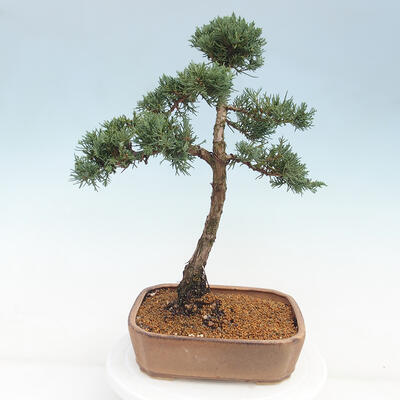 Vonkajšie bonsai - Juniperus chinensis Kishu -Jalovec čínsky - 3