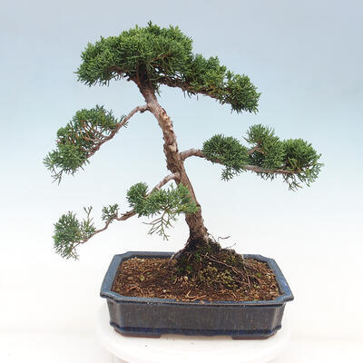 Vonkajšie bonsai - Juniperus chinensis Kishu -Jalovec čínsky - 3