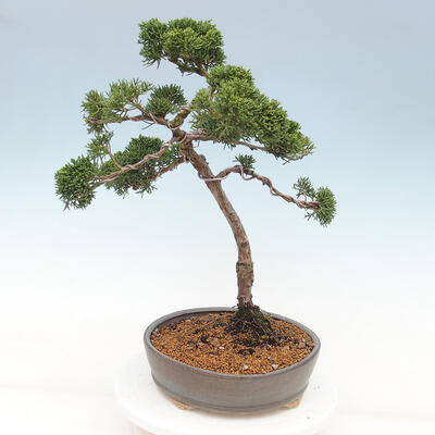 Vonkajšie bonsai - Juniperus chinensis Kishu -Jalovec čínsky - 3