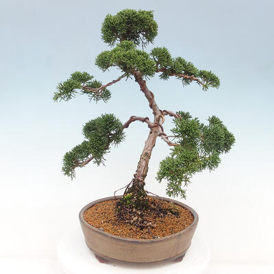 Vonkajšie bonsai - Juniperus chinensis Kishu -Jalovec čínsky - 3