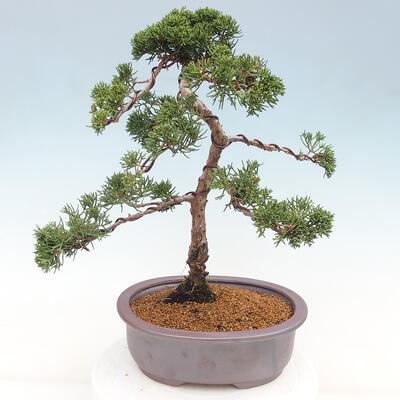 Vonkajšie bonsai - Juniperus chinensis Kishu -Jalovec čínsky - 3