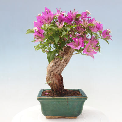 Izbová bonsai - Bouganwilea - 3