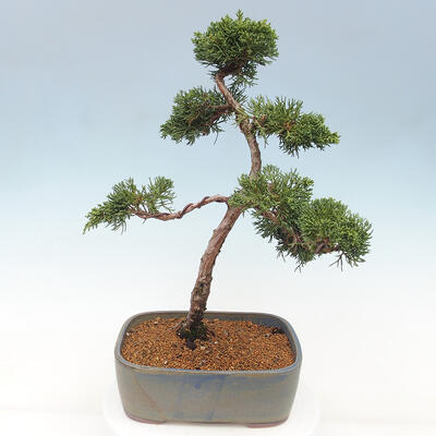 Vonkajšie bonsai - Juniperus chinensis Kishu -Jalovec čínsky - 3