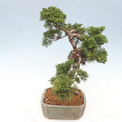 Vonkajšie bonsai - Juniperus chinensis Kishu -Jalovec čínsky - 3