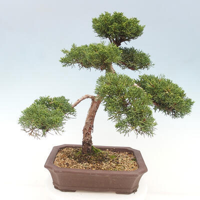 Vonkajšie bonsai - Juniperus chinensis Kishu -Jalovec čínsky - 3