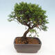 Vonkajší bonsai - Juniperus chinensis Itoigawa -Jalovec čínsky - 3/4