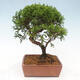 Vonkajší bonsai - Juniperus chinensis Itoigawa -Jalovec čínsky - 3/4