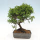 Vonkajší bonsai - Juniperus chinensis Itoigawa -Jalovec čínsky - 3/4