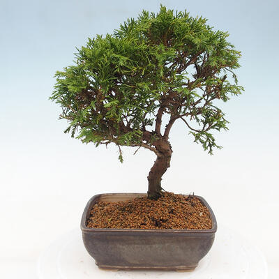 Vonkajší bonsai - Juniperus chinensis Itoigawa -Jalovec čínsky - 3