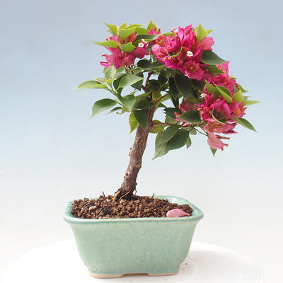 Izbová bonsai - Bouganwilea - 3