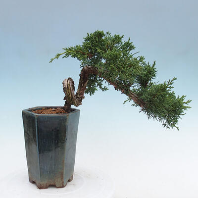 Vonkajší bonsai - Juniperus chinensis Kishu -Jalovec čínsky - 3