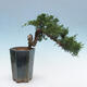 Vonkajší bonsai - Juniperus chinensis Kishu -Jalovec čínsky - 3/4