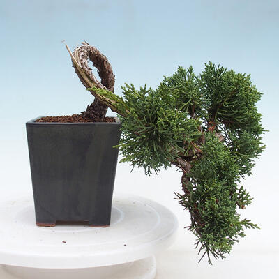 Vonkajší bonsai - Juniperus chinensis Kishu -Jalovec čínsky - 3