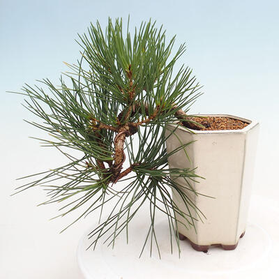 Vonkajší bonsai - Pinus thunbergii - Borovica thunbergova - 3