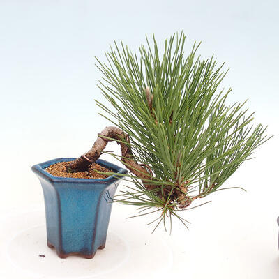 Vonkajší bonsai - Pinus thunbergii - Borovica thunbergova - 3