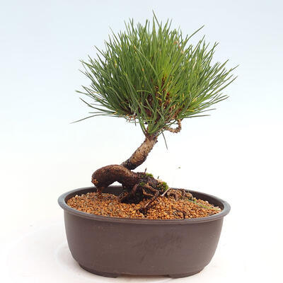 Vonkajší bonsai - Pinus thunbergii - Borovica thunbergova - 3