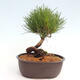 Vonkajší bonsai - Pinus thunbergii - Borovica thunbergova - 3/4