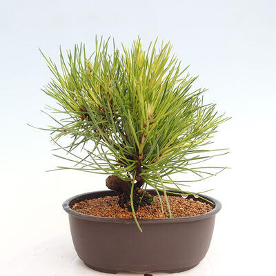 Vonkajší bonsai - Pinus thunbergii - Borovica thunbergova - 3