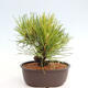 Vonkajší bonsai - Pinus thunbergii - Borovica thunbergova - 3/4