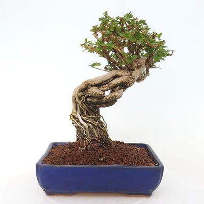 Izbová bonsai - Premna serratifolia - Kozlovoň malolistá - 3