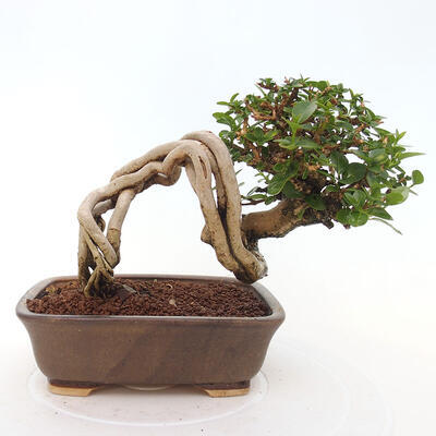 Izbová bonsai - Premna serratifolia - Kozlovoň malolistá - 3