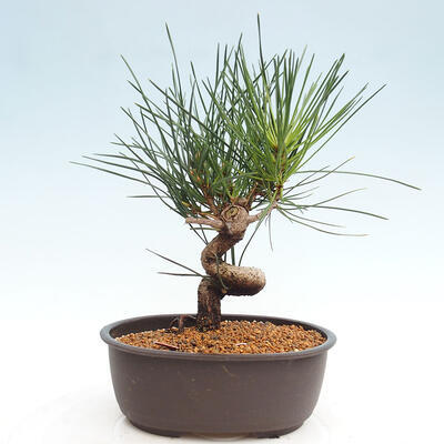 Vonkajší bonsai - Pinus thunbergii - Borovica thunbergova - 3