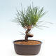 Vonkajší bonsai - Pinus thunbergii - Borovica thunbergova - 3/4