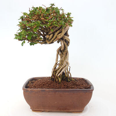 Izbová bonsai - Premna serratifolia - Kozlovoň malolistá - 3