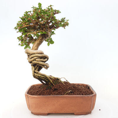 Izbová bonsai - Premna serratifolia - Kozlovoň malolistá - 3