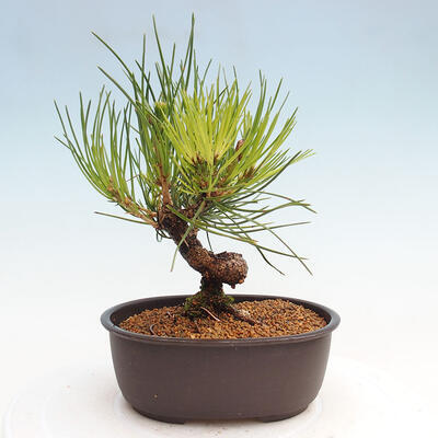 Vonkajší bonsai - Pinus thunbergii - Borovica thunbergova - 3