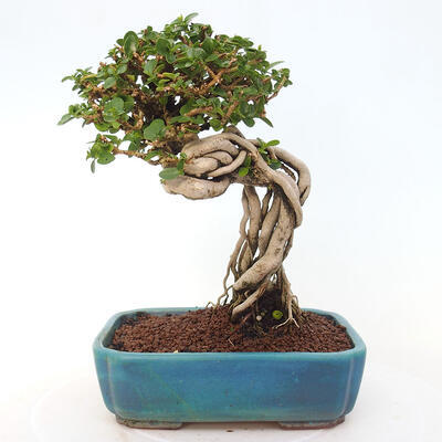 Izbová bonsai - Premna serratifolia - Kozlovoň malolistá - 3