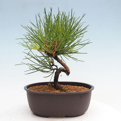 Vonkajší bonsai - Pinus thunbergii - Borovica thunbergova - 3