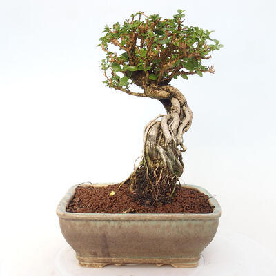 Izbová bonsai - Premna serratifolia - Kozlovoň malolistá - 3