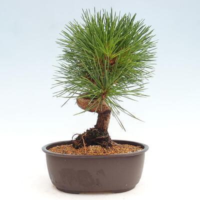 Vonkajší bonsai - Pinus thunbergii - Borovica thunbergova - 3