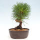 Vonkajší bonsai - Pinus thunbergii - Borovica thunbergova - 3/4