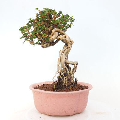 Izbová bonsai - Premna serratifolia - Kozlovoň malolistá - 3