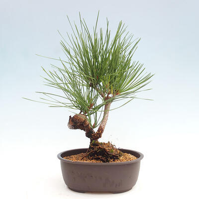 Vonkajší bonsai - Pinus thunbergii - Borovica thunbergova - 3