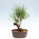 Vonkajší bonsai - Pinus thunbergii - Borovica thunbergova - 3/4