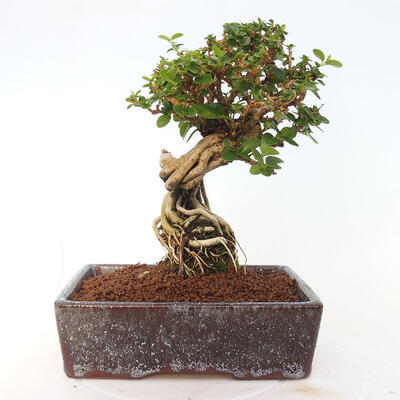 Izbová bonsai - Premna serratifolia - Kozlovoň malolistá - 3