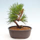 Vonkajší bonsai - Pinus thunbergii - Borovica thunbergova - 3/4