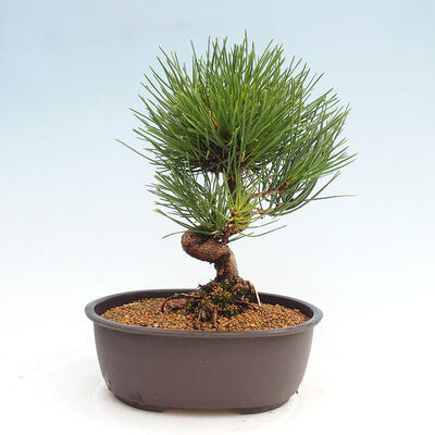 Vonkajší bonsai - Pinus thunbergii - Borovica thunbergova - 3