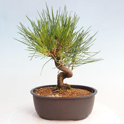 Vonkajší bonsai - Pinus thunbergii - Borovica thunbergova - 3