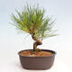 Vonkajší bonsai - Pinus thunbergii - Borovica thunbergova - 3/4